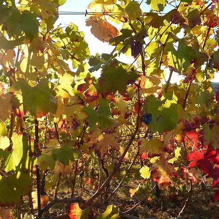 布里克罗索乡村民宿 Farigliano