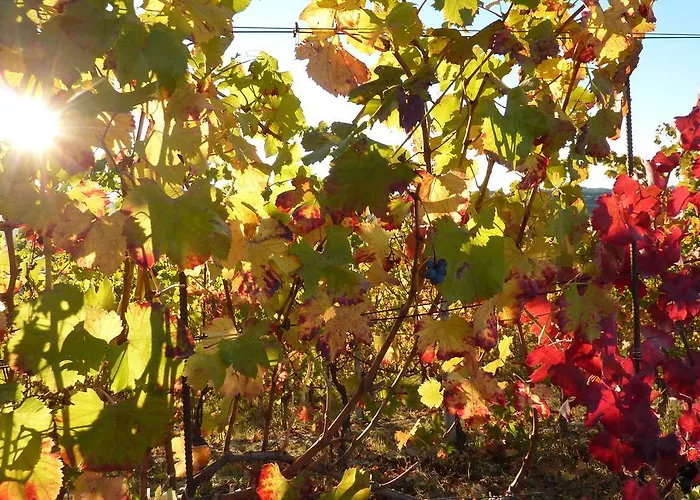 Bricco Rosso Farigliano